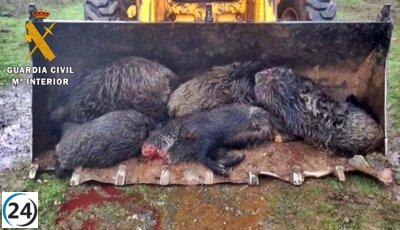Investigado un cazador furtivo por derrumbar veinta cerdos salvajes, corzos y muflones en Puebla de Alcocer
