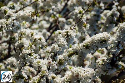 La Fiesta de Interés Nacional del Cerezo en Flor en el Jerte se inaugurará el 17 de marzo en Navaconcejo