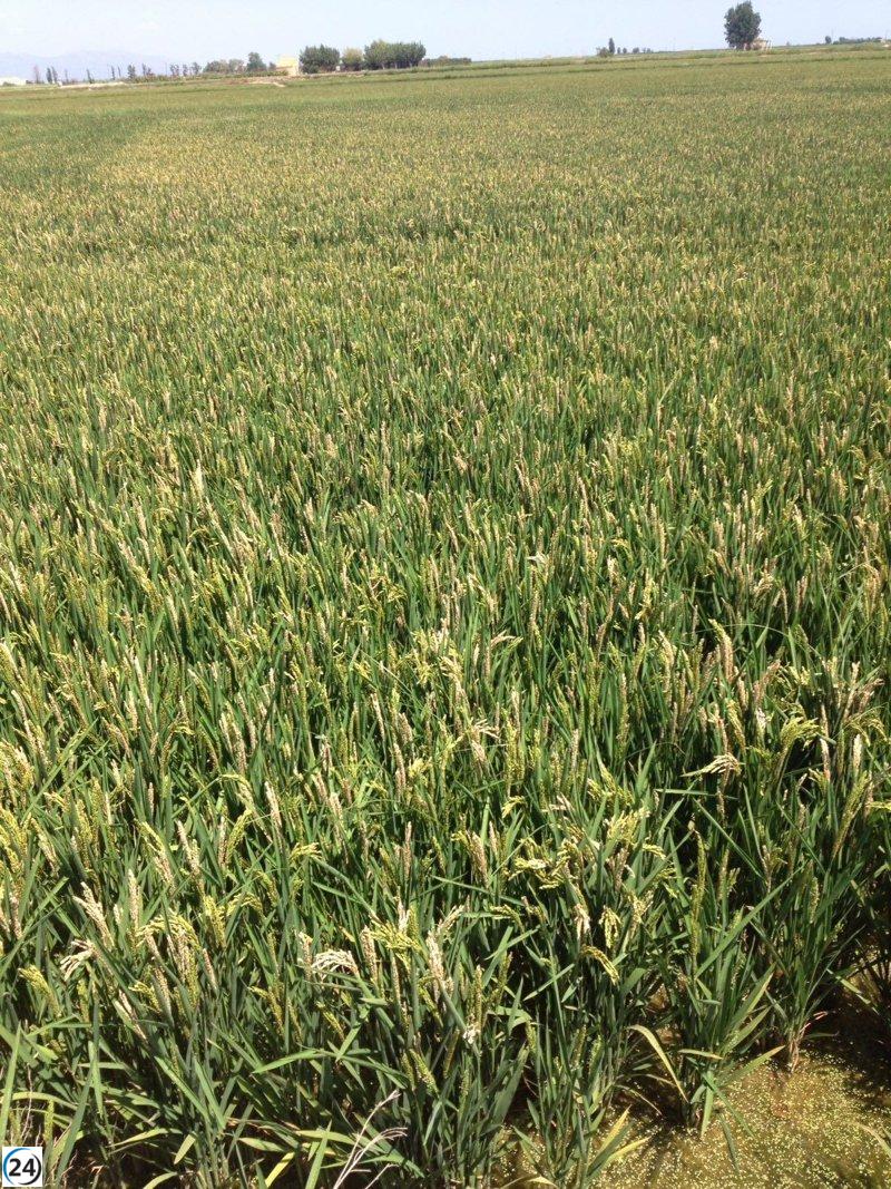 La Junta desembolsa más de 9,3 millones de euros para ayudar a las 1,288 explotaciones de arroz que resultaron dañadas por los conflictos bélicos en Ucrania.