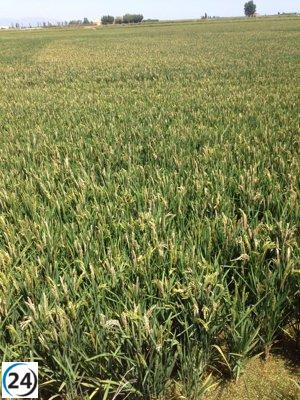 La Junta desembolsa más de 9,3 millones de euros para ayudar a las 1,288 explotaciones de arroz que resultaron dañadas por los conflictos bélicos en Ucrania.