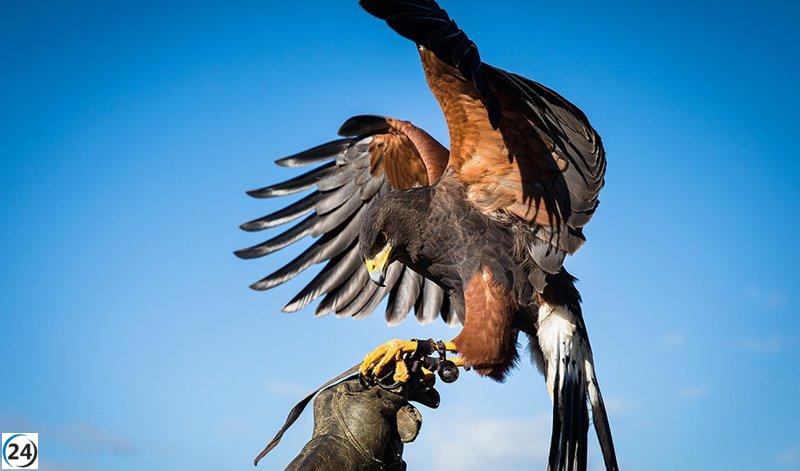 Extremadura declara la cetrería Patrimonio Inmaterial