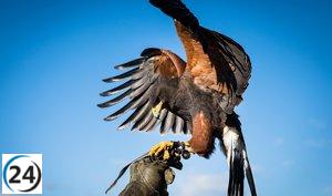 Extremadura declara la cetrería Patrimonio Inmaterial