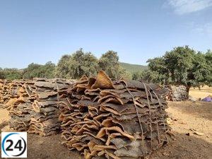 Lanzan campaña de saca de corcho por falta de lluvias y demanda de asociaciones del sector el 1 de mayo