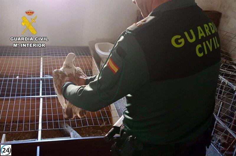 Detienen a dos personas por robo de palomas valoradas en 7.000 euros en Albalá.
