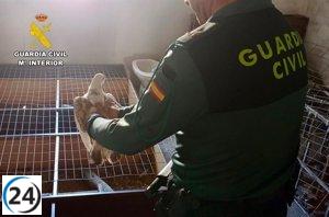 Detienen a dos personas por robo de palomas valoradas en 7.000 euros en Albalá.