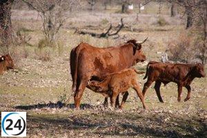 La Junta concede 7,5 millones de euros en ayudas al sector ganadero.