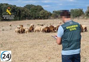 Vecino de Fuenlabrada de los Montes investigado por robar 50 ovejas.