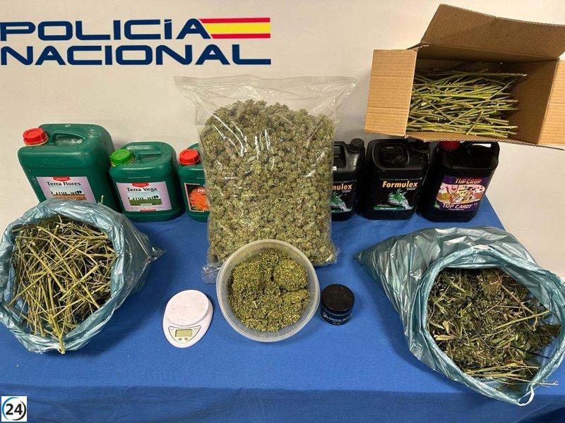 Detenidos por tener plantación de marihuana en Mérida con 193 plantas.