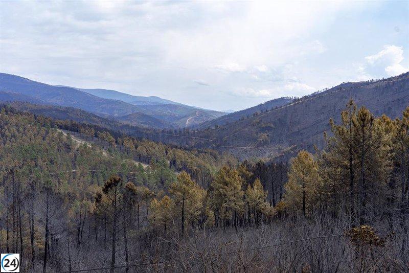 Extinto el incendio que ha arrasado Las Hurdes y Gata con más de 10.000 hectáreas.