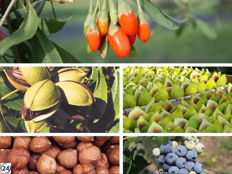 Finca Haza de la Concepción exhibe ensayos de cultivos alternativos para el norte de Cáceres.