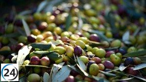 Asociación defensora del Olivar Tradicional respalda manifestación en favor de aumentar precios en Villanueva de la Sierra