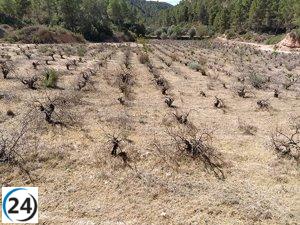 Extremadura lidera la lista de las regiones con mayor superficie agraria beneficiada por las ayudas directas de la PAC, revela investigación