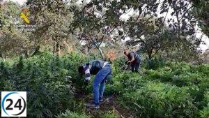 Arrestados los implicados en una plantación de marihuana con más de 2.000 plantas en Cabeza la Vaca