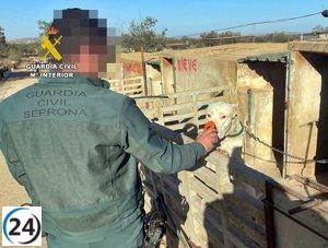 Hombre investigado por amputar las orejas de 26 perros y veterinario acusado de certificar las operaciones