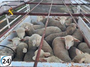 Tras robo de corderos en Logrosán, tres arrestados y dos víctimas mortales en su traslado