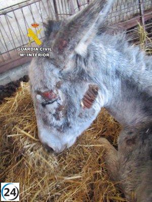 Vecino de La Nava de Santiago bajo investigación por negligencia animal con seis perros y dos asnos en estado deplorable.