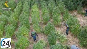 Desarticulan banda que cultivaba marihuana en isleta del río Guadiana en Guareña