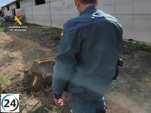 Explotación ganadera en Herguijuela bajo investigación por abandono y maltrato animal