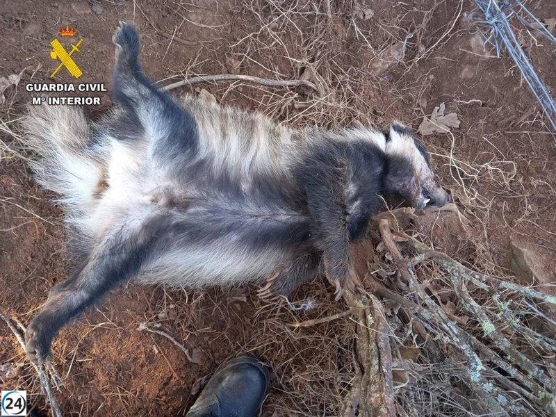 Detenidos dos individuos por cometer delito contra la fauna al instalar lazos metálicos de caza