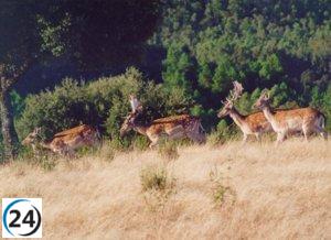 La Junta de Monfragüe aprueba el programa de caza de ungulados en el Parque Nacional.