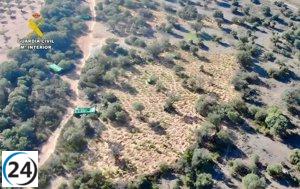 Detenido un individuo por el hallazgo de una plantación de marihuana con más de 1.400 plantas en Villar del Pedroso.