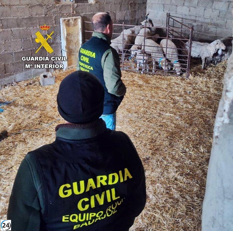 Vecino de Alburquerque investigado por robar ganado ovino utilizando ovejas de su propia posesión