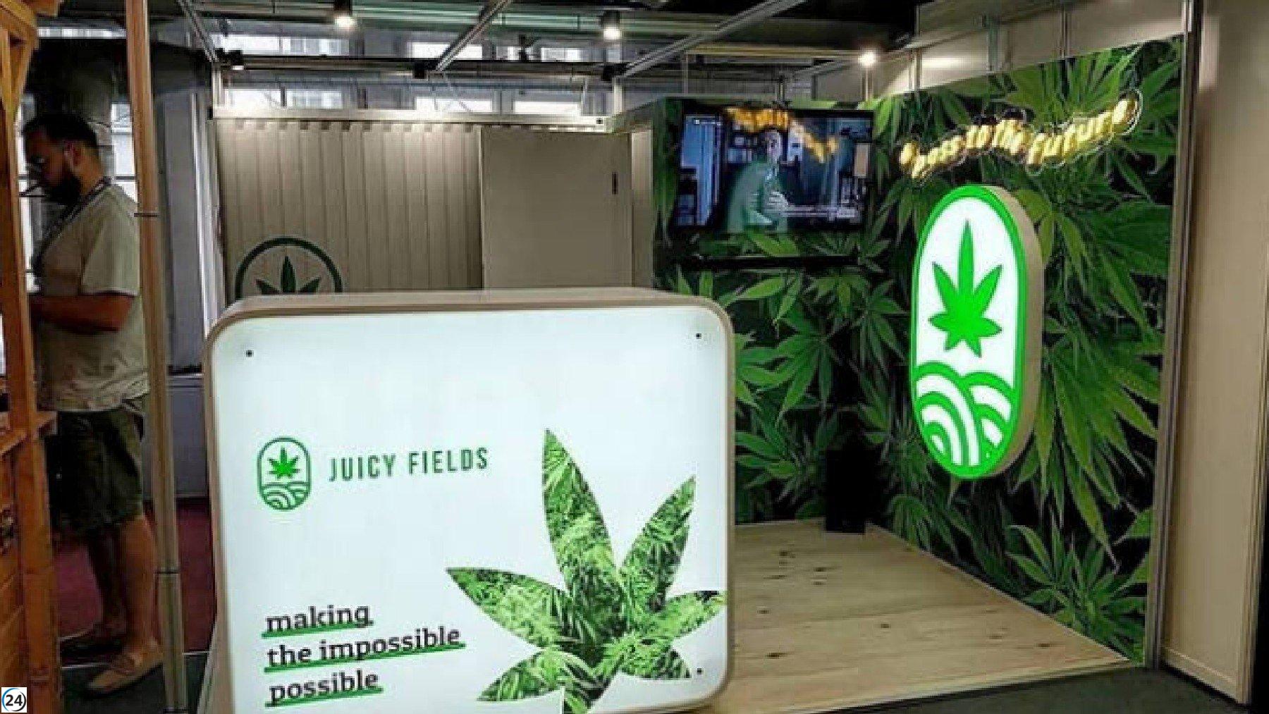 1.700 afectados por estafa de inversión en cannabis en Audiencia Nacional.