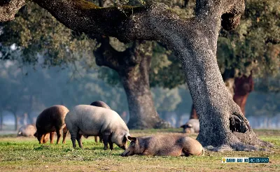 Descubre los lugares donde se elabora el rico jamón ibérico de Extremadura