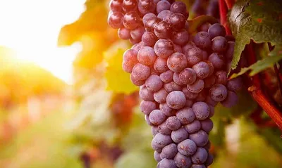 El vino de pitarra: una deliciosa tradición en Extremadura