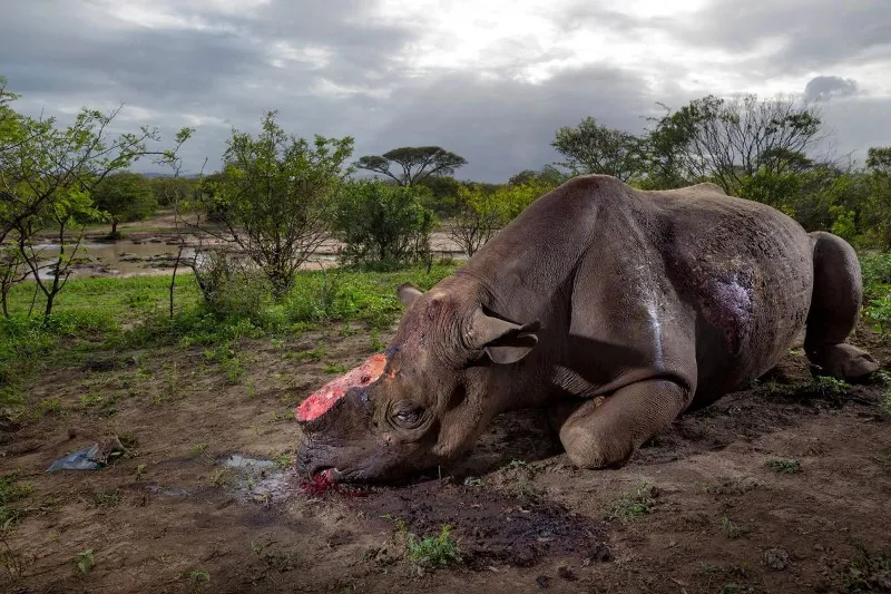 La lucha contra la caza furtiva en las reservas naturales de Extremadura